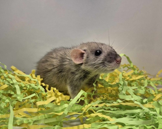 Agouti Silvermane